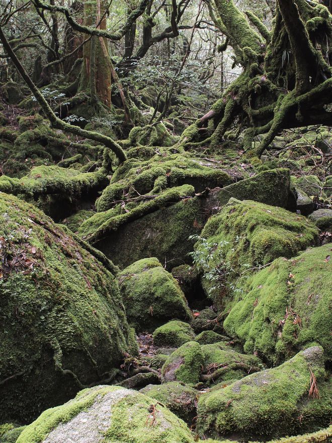 Ancient forest on Yakushima island
